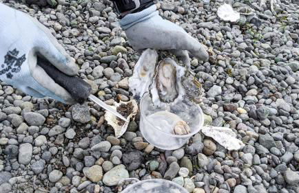 Hoodsport Memory - Beach View, Oysters & Near Olympic Forest - Foto 18