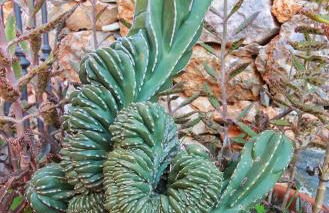 A Carubba du Bungiurnu - Foto 62