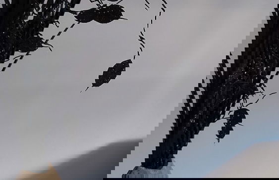 OzApartments - Foto 37