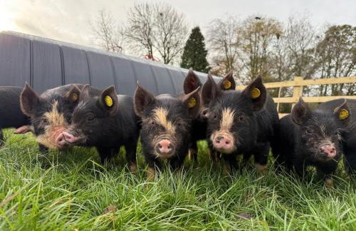 Boutique Countryside Studio with Farm Animals - Foto 20