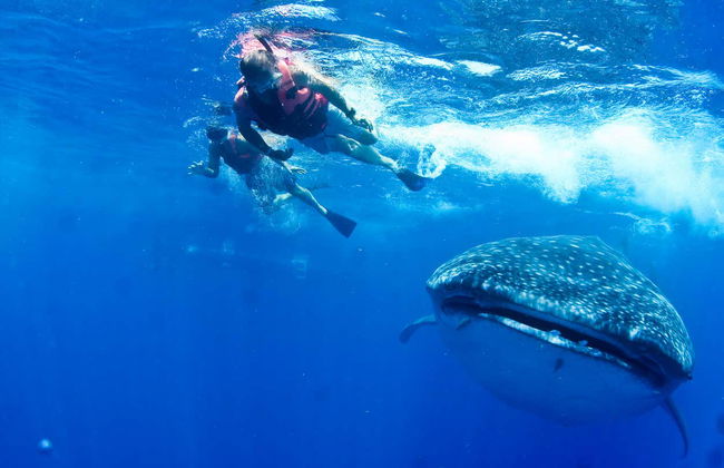 Nado con tiburones ballena - Foto 1