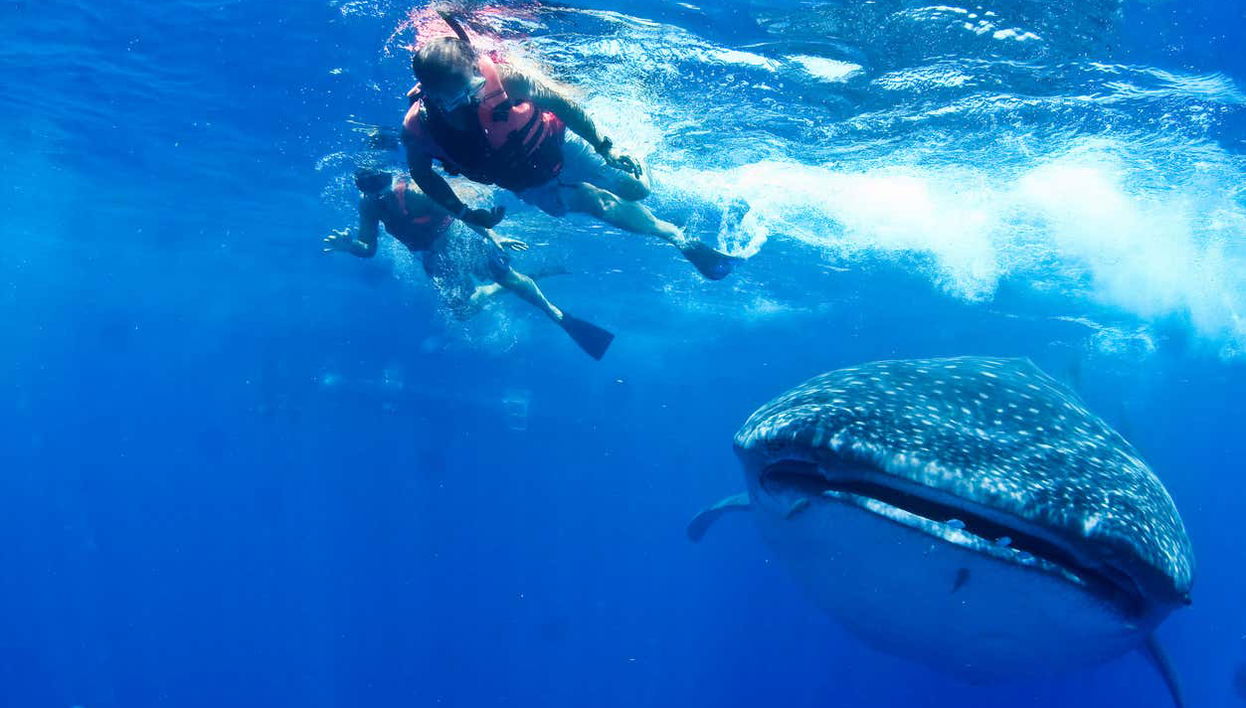 Nado con tiburones ballena - Foto 1