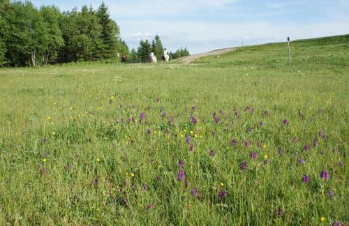 Ferienhaus Schelle - Foto 10