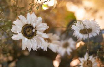 Borda Mondarruego - Photo 25