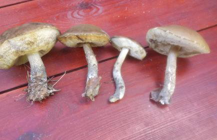 Różany Domek - Foto 20