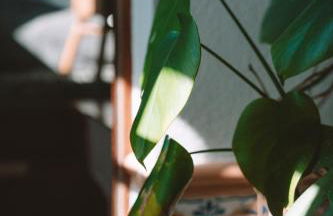 João Jungle - Photo 76