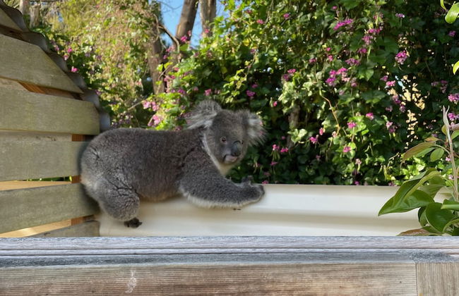 Tindoona Cottages - Foto 33