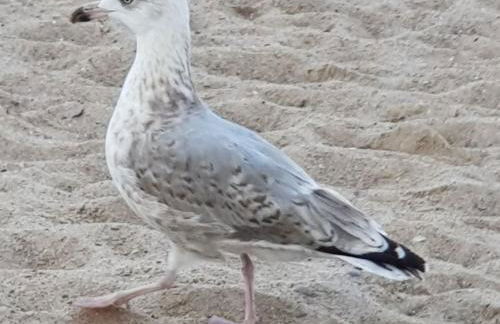 Schwedenstern - Familienurlaub an der Ostsee - Foto 9