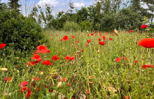 Ferienwohnungen in Stresdorf - Photo 16