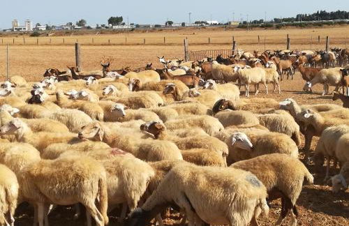 Agriturismo Torrevecchia - Foto 17