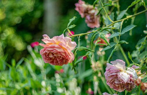 Primrose Spinney - Foto 42