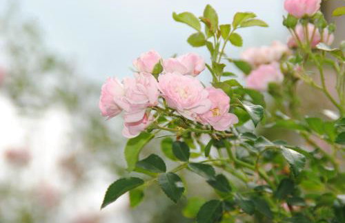 Apartment la rosa - Photo 18