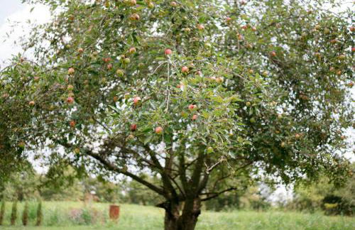 Burlington House - Foto 32