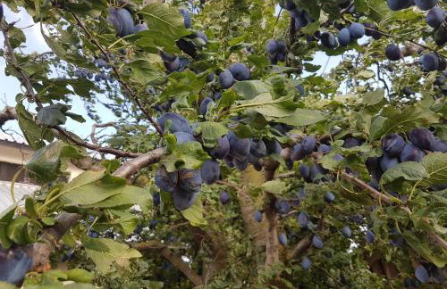 Holiday Home Kalnik - Foto 67