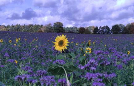 WEIßE HÖHEN -Ferienhaus, Dibbersen bei Hamburg - Foto 40