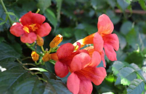 Osy Casa Vacanze - Foto 44