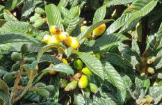 Manta Treasure - Beach+WiFi+Barbecue+Backyard - Foto 57