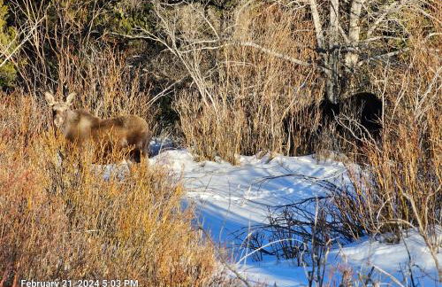 Moose Mtn Lodge/Luxury Cabin/Hot Tub/Fireplace - Foto 30