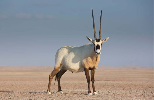 Al Wadi Desert Quad Tour - Foto 6