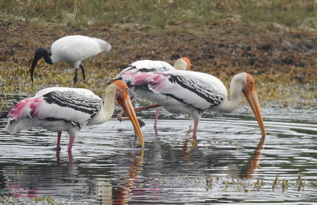 wilpattu Tree House - Foto 20