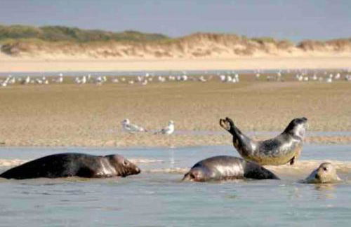 Studio DUNES de NALA avec balcon vue Dunes et latérale Mer pour 4 pers 100m plage wifi ménage compris - Foto 29