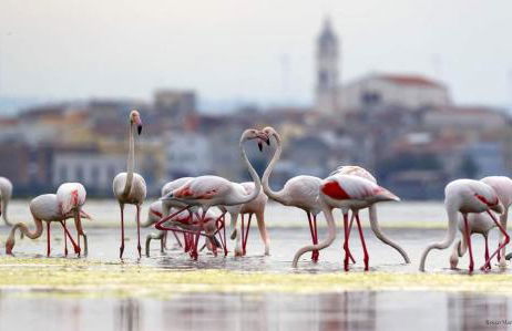 Casa Vacanze Lesina Gargano - Foto 16