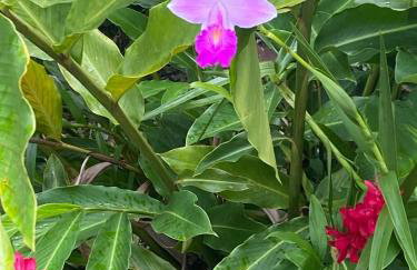 Chácara Gomes - Caiubura - Bertioga - Foto 45