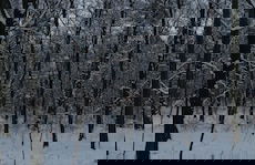 Hotel Appartement Villa Ulenburg - Photo 27