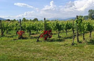 Peperilla House - Foto 36