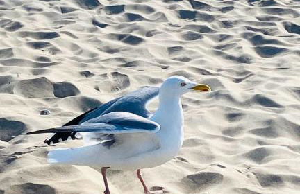 Ferienhaus Lines to Huus Strandnah nahe Heiligenhafen & Großenbrode - Foto 35