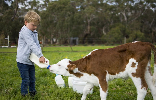 Freshwater Creek Cottages and Farm Stay - Foto 79