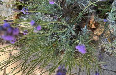 Les Amandiers - Foto 26