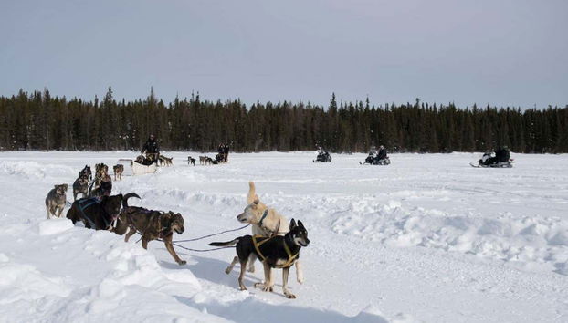 Husky Dog Sledding - Foto 5