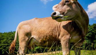 Eggert Alm Apartments - Foto 4