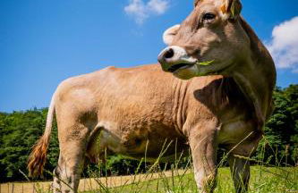 Eggert Alm Apartments - Foto 4