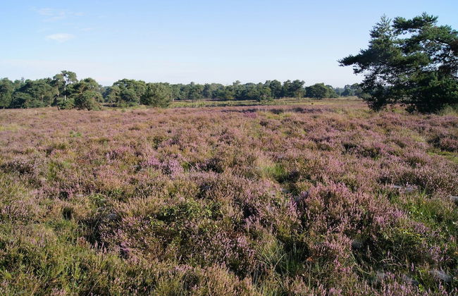 Tranquil Farmhouse near Forest in Ulicoten with Terrace - Foto 32