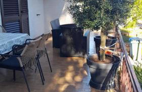 Oleander adria - Foto 5