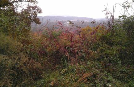 Private Green Cottage near downtown - Photo 24