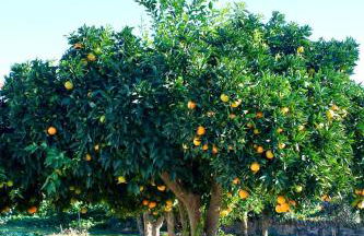 Mileu slowhouse - Foto 11