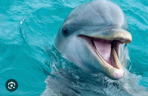 NEW Renovated luxury home with private heated pool, game room Near Anna Maria Island and IMG - Photo 37