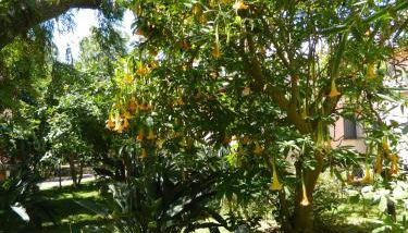 Agriturismo La Grevillea - Foto 3, Garden