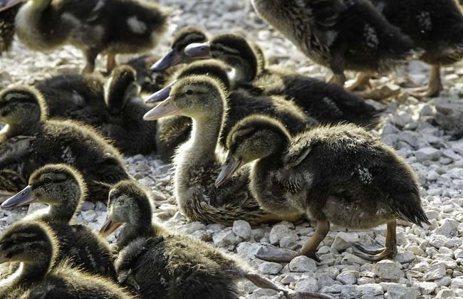 Agriturismo La Borina - Foto 42