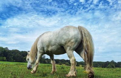 Farm woodland riverview cabin bbq firepit pet friendly - Foto 38