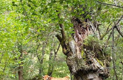 Casa rural Espinareu - Foto 15