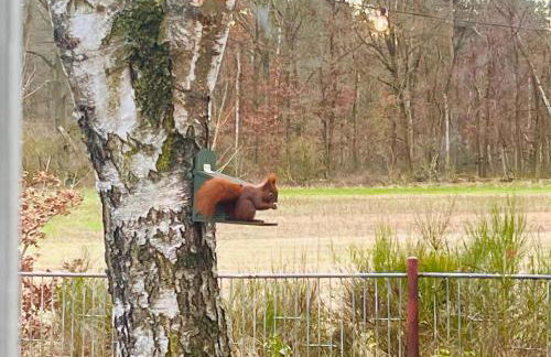 Flämingpanorama - Ländliches Gartenhaus mit Kamin und Naturpanorama - Photo 38