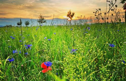 Ferienwohnung Landliebe - Foto 75