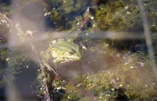Ferienwohnung im Obstgarten - Foto 51