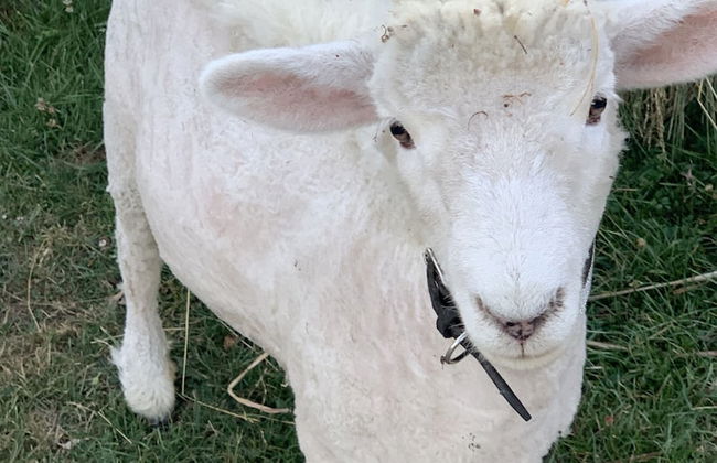 Cubby House Stay - Kaikoura - Foto 48