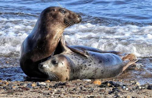 Garden Cottage, Cosy, Private, Short drive to beach - Foto 47