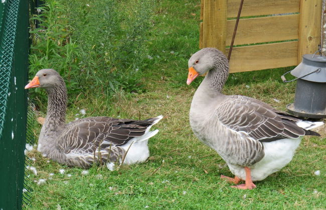Les P'tites Maisons dans la Prairie - Foto 78